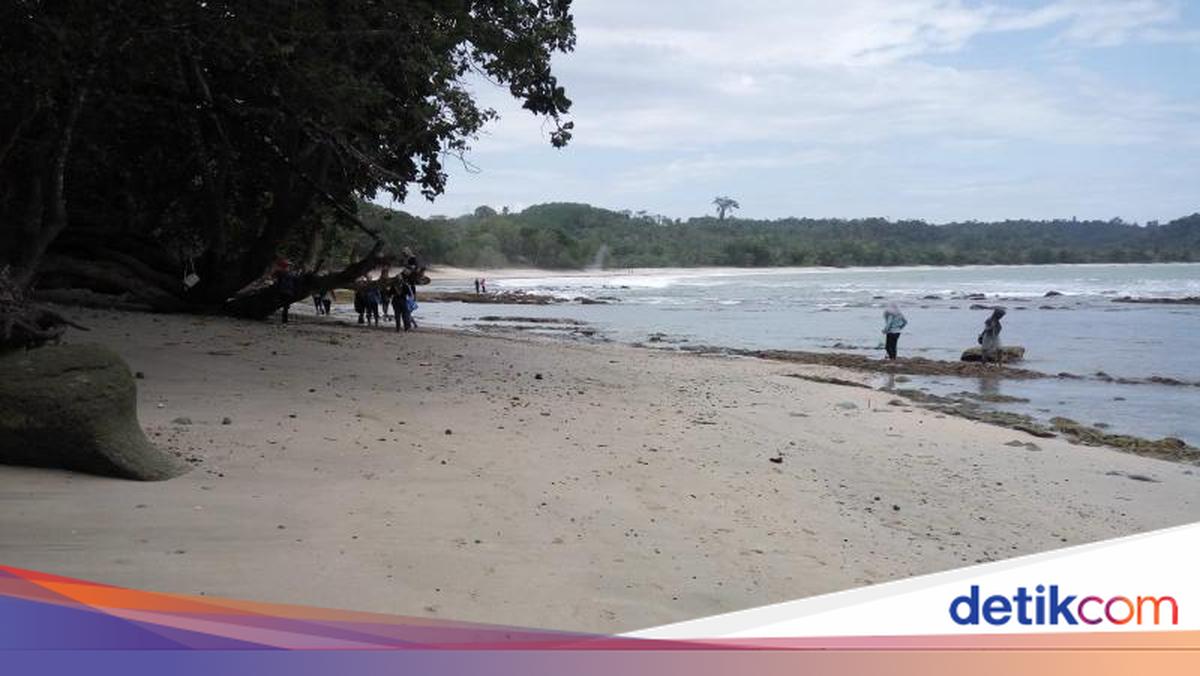 Mawar Biru Travel: The Unforgettable Bridge to Cilacap's Beauty
